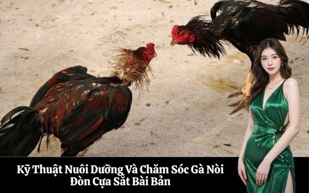 Kỹ Thuật Nuôi Dưỡng Và Chăm Sóc Gà Nòi Đòn Cựa Sắt Bài Bản