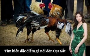 Tìm hiểu đặc điểm gà nòi đòn Cựa Sắt