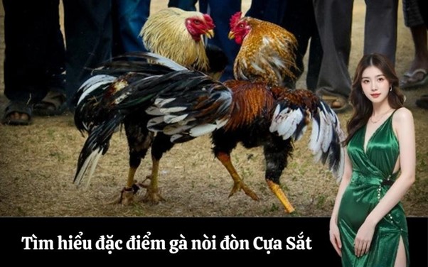 Tìm hiểu đặc điểm gà nòi đòn Cựa Sắt