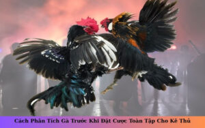 Cách Phân Tích Gà Trước Khi Đặt Cược Toàn Tập Cho Kê Thủ