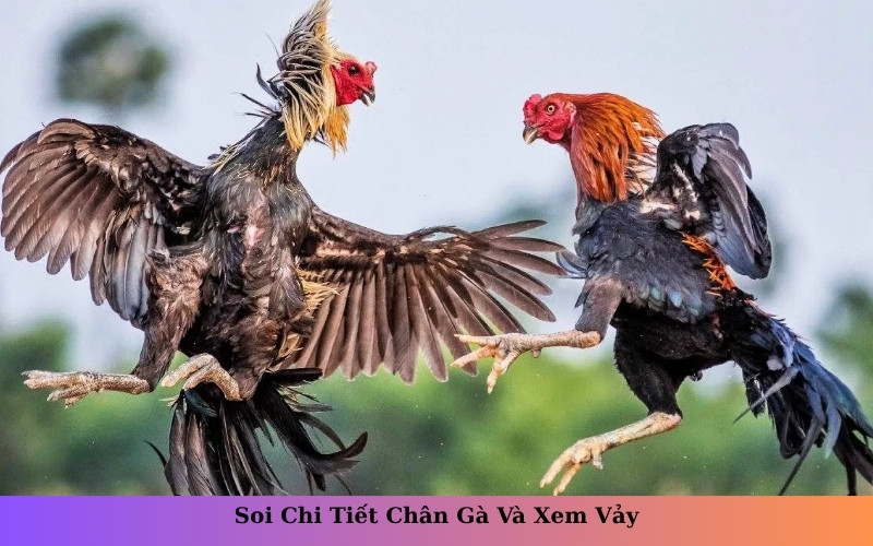 Soi Chi Tiết Chân Gà Và Xem Vảy